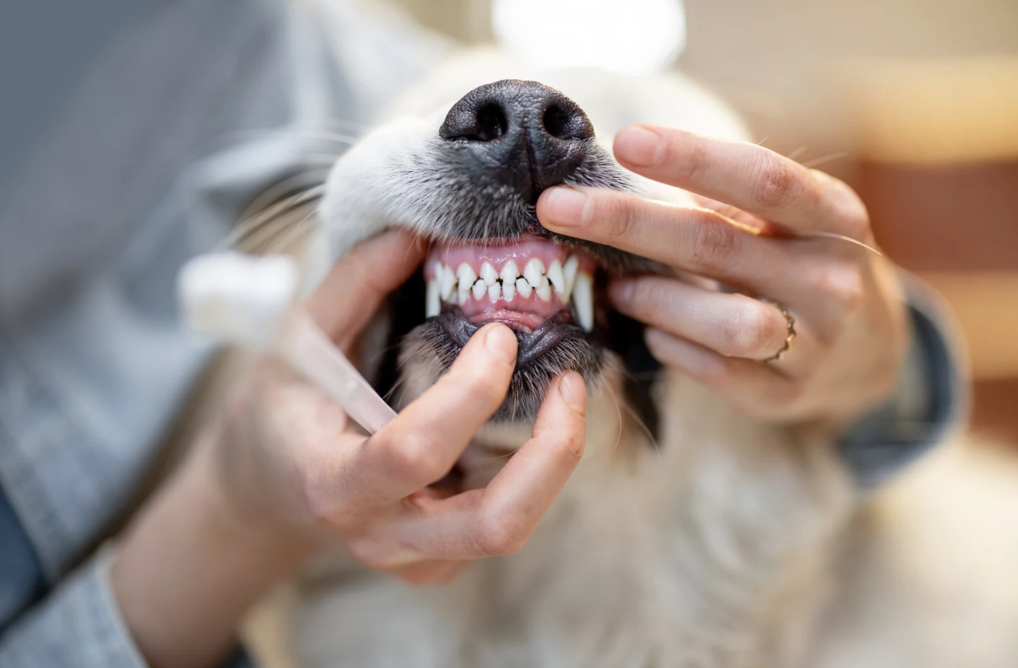Why Oral Bacteria Matters for Your Dog’s Health