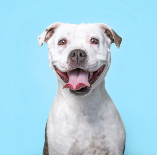 Plaque vs. Tartar in Dogs: Why It Matters