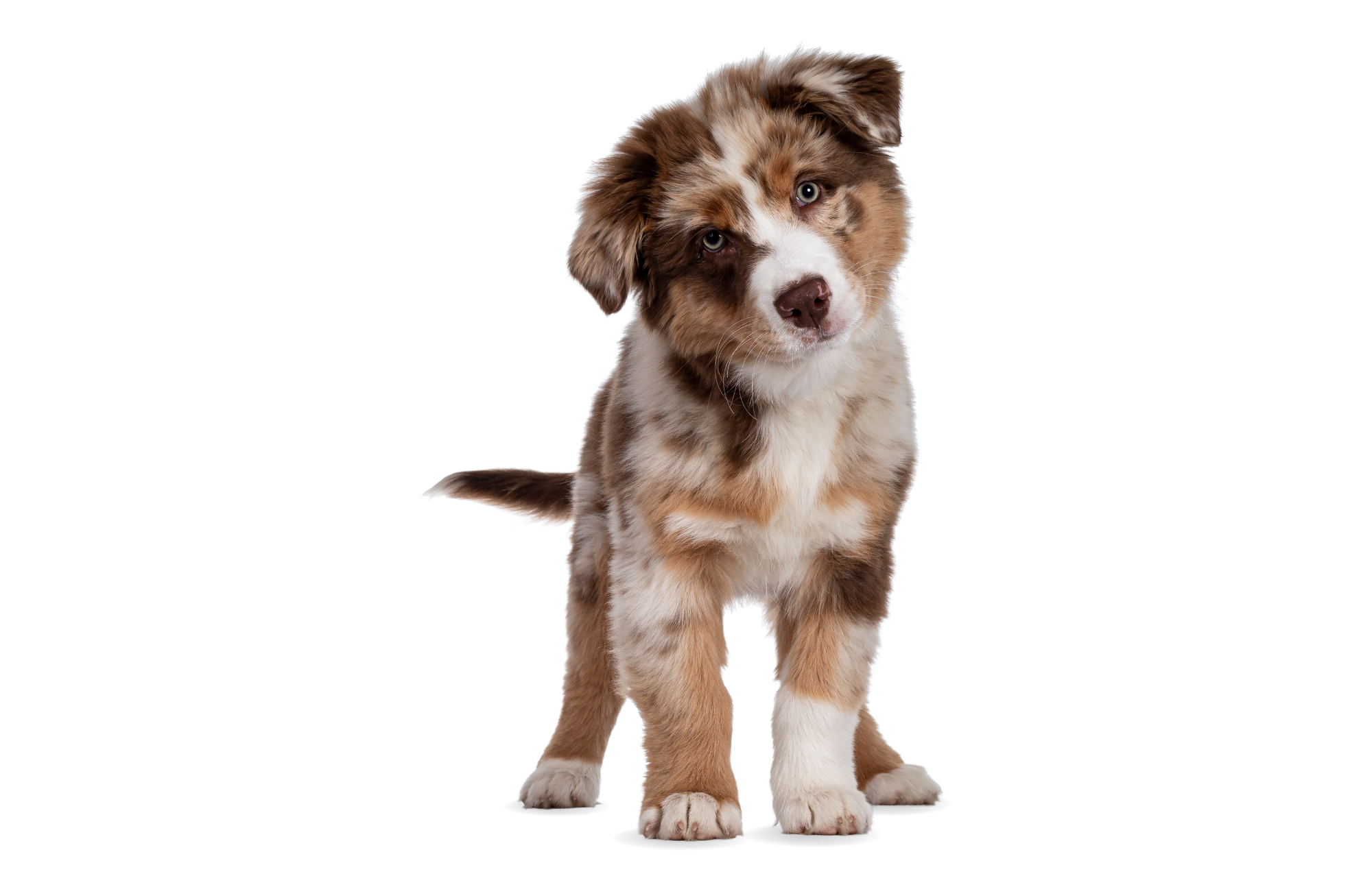 Puppy Dental Care: When to Start and What's Safe