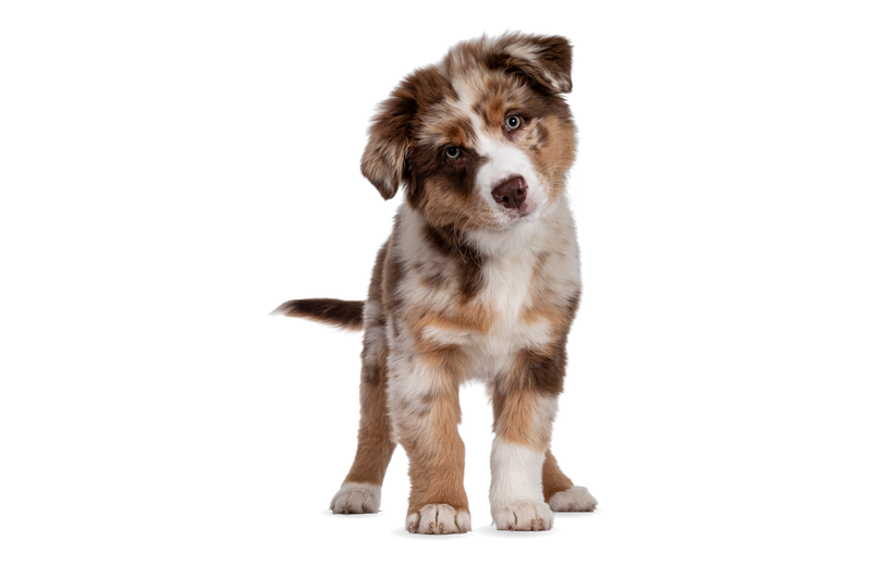 Puppy Dental Care: When to Start and What's Safe