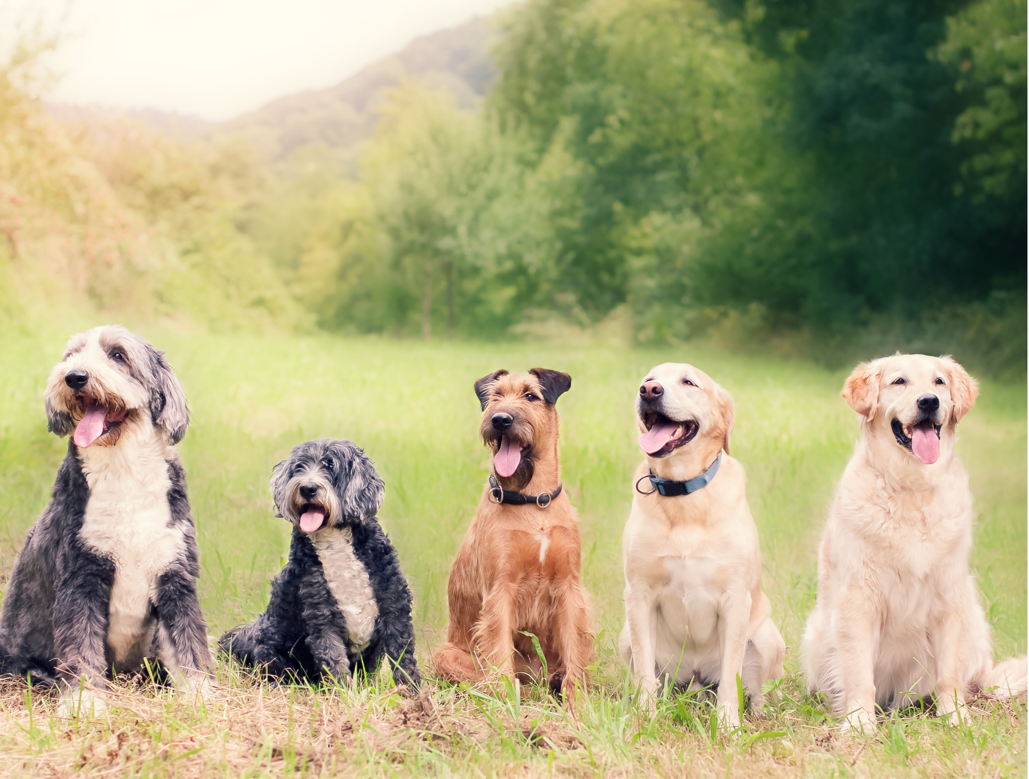 Periodontal Disease in Dogs: Stages, Treatment & Prevention